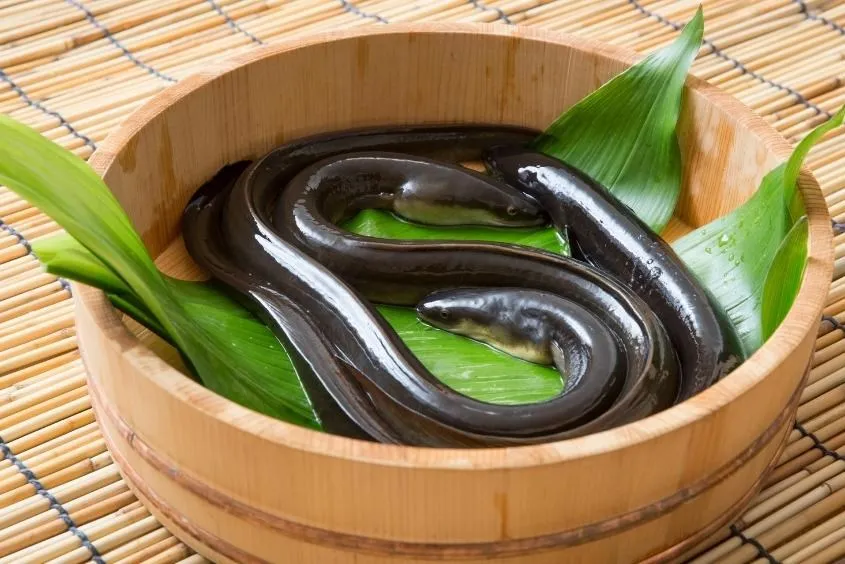 Thịt lươn trong cháo hạt sen là món ăn bổ não cho bé