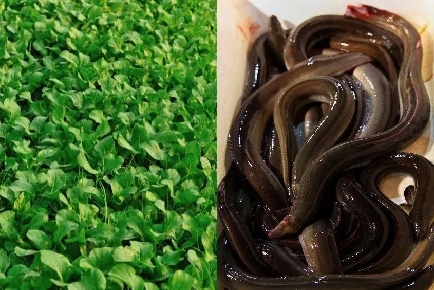 Cải xanh giúp cháo lươn thơm ngon