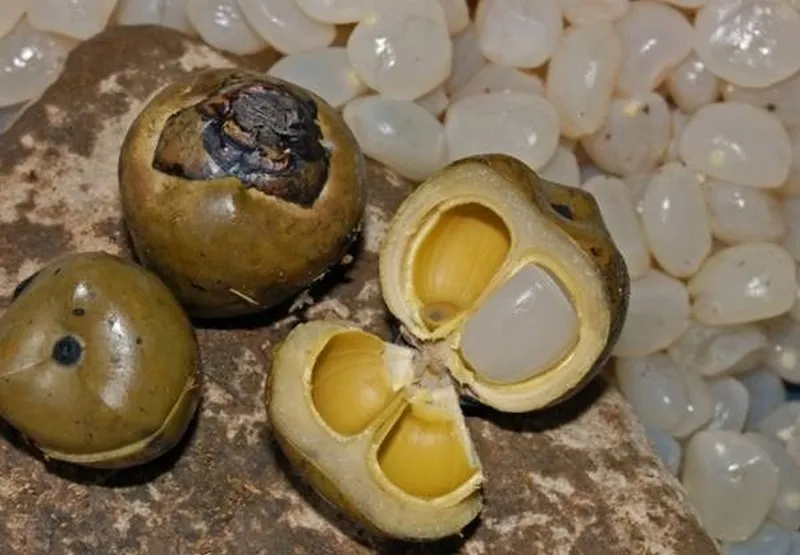 chè mít đác ảnh 8