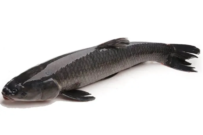 Cần lựa chọn cá trắm khéo léo để chế biến món ăn tốt nhất