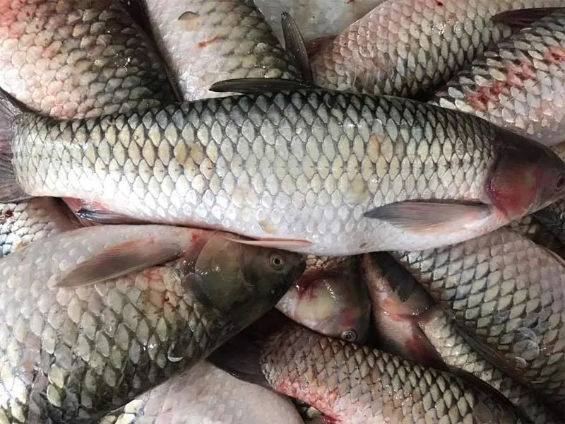 Nguyên liệu làm lẩu cá trắm giòn tươi ngon