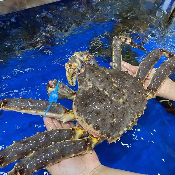 King Crab được nuôi giữ trong môi trường nước lạnh tiêu chuẩn