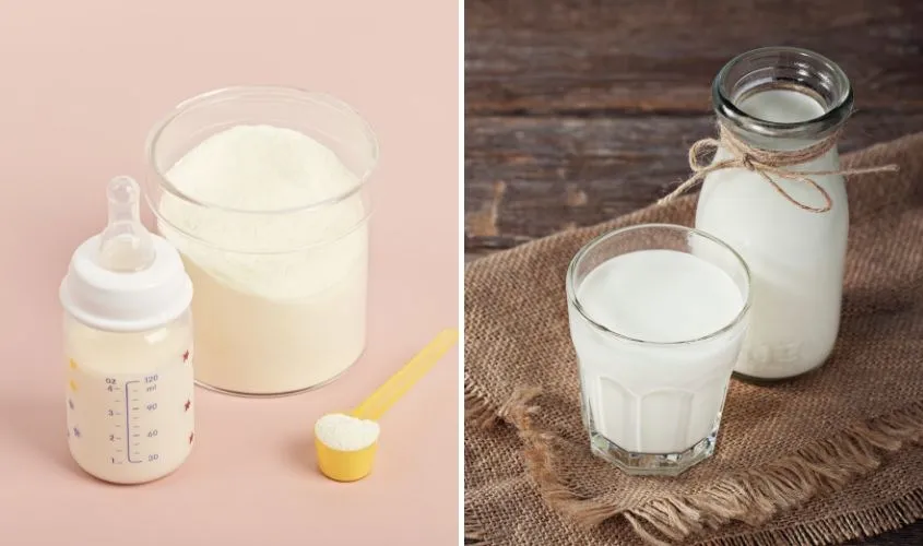 Phân biệt sữa tươi và sữa công thức cho bé phát triển khỏe mạnh