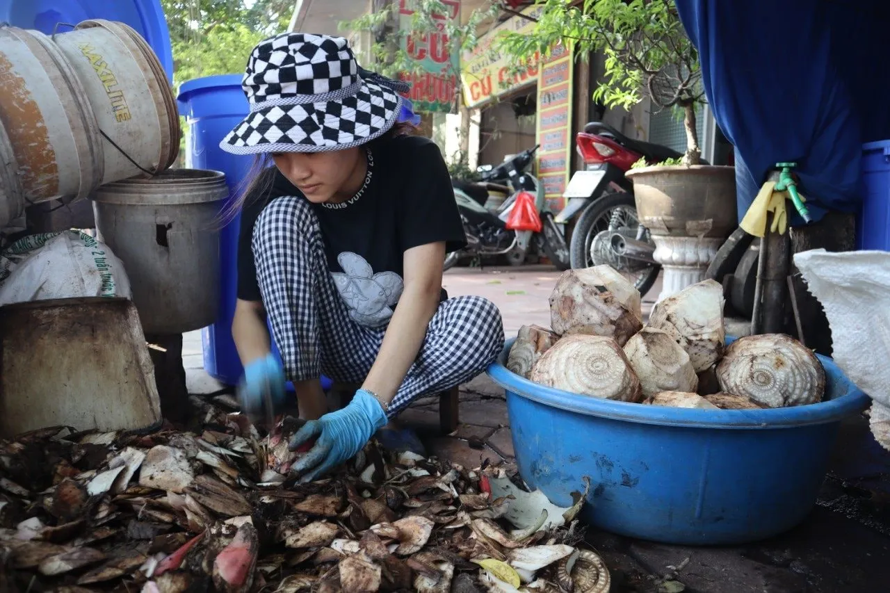 Củ chuối Đại Đồng tươi sau khi đào