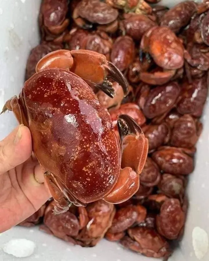 Cù kỳ tươi Vân Đồn được hấp ngay sau đánh bắt