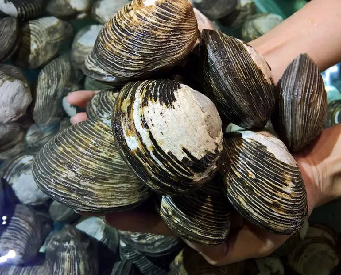 Ngán biển Vân Đồn có kích thước lớn