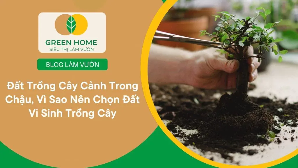 Phân tích cấu trúc đất lý tưởng cho việc chăm sóc cây cảnh chậu đô thị
