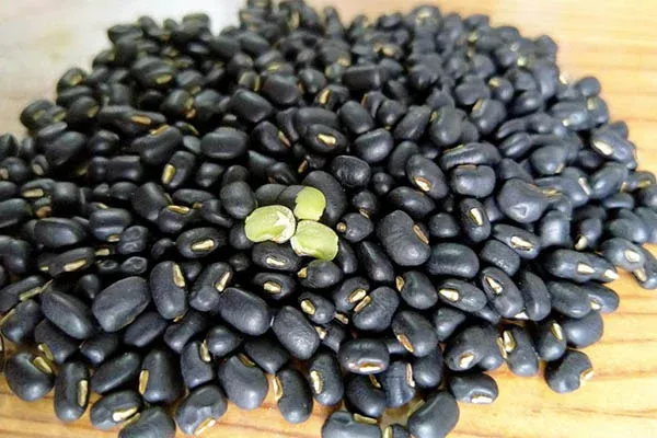 Chọn lọc những hạt đậu đen xanh lòng chất lượng để nấu nước đậu đen rang