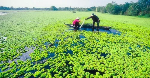 Lẩu mắm U Minh đậm đà hương vị miền sông nước