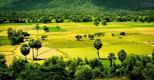 Gỏi lá sầu đâu đặc trưng vùng đất Châu Đốc An Giang