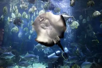 Du khách sẽ bất ngờ với thế giới đại dương lung linh, huyền ảo tại Vinpearl Aquarium