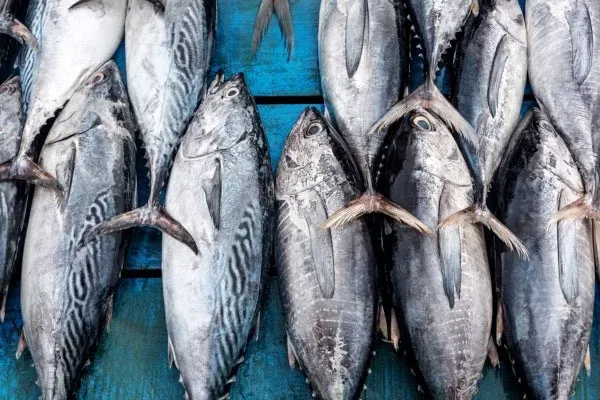 Giá trị dinh dưỡng cao có trong cá ngừ