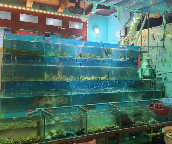 Hải sản tươi sống đại dương vàng hạ long 999