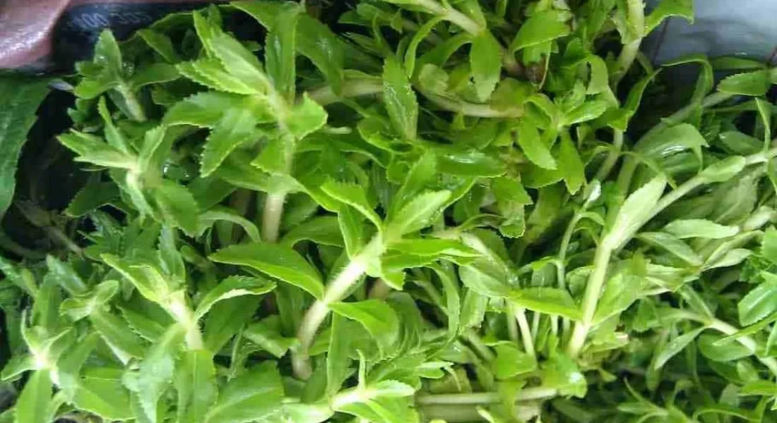 Rau ngổ tươi xanh, nguyên liệu chính để nấu nước