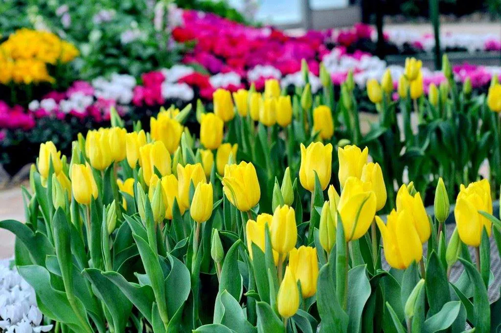 Cánh đồng hoa Tulip tại Đồi Vạn Hoa VinWonders