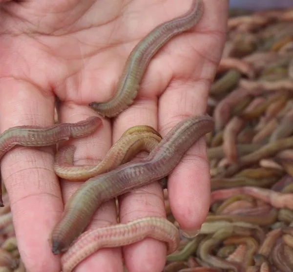 Con rươi là loài nhuyễn thể thuộc bộ giun đốt, vì thế nên ngoại hình của nó rất giống với con giun, có nhiều đốt và lông tơ