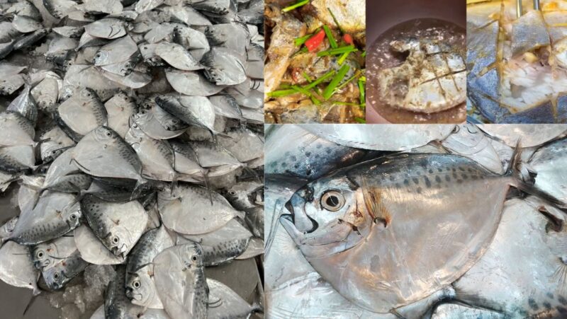 Cá Bánh Lái Nấu Gì Ngon Và Mẹo Chế Biến Món Ăn Hấp Dẫn Nhất