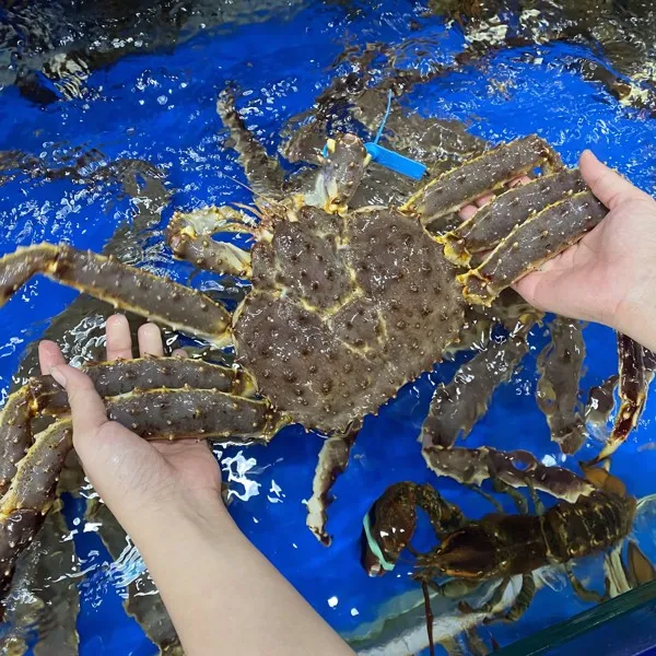 Cận cảnh King Crab Nga tươi sống nhập khẩu