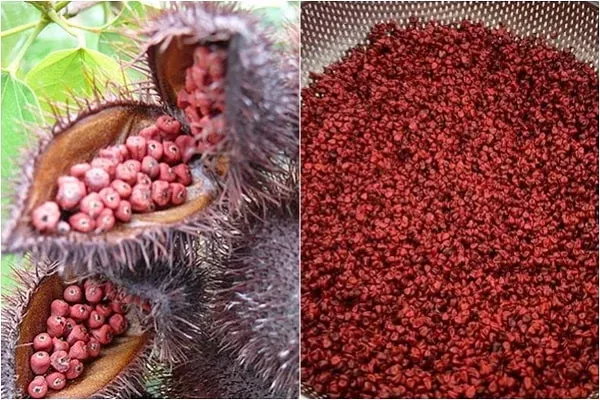 Quy trình thắng dầu màu điều để nước sốt có màu đỏ cam tự nhiên