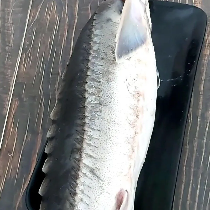 Sơ chế cá tầm đúng cách để loại bỏ mùi tanh tuyệt đối