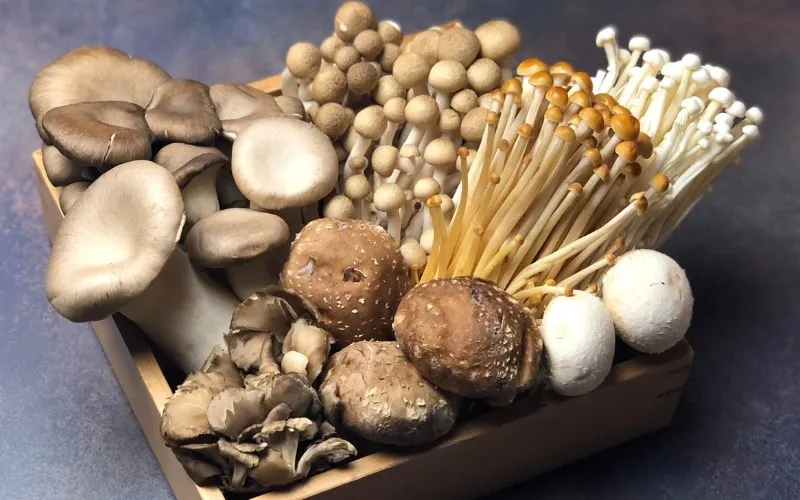 Nấm đa dạng cho lẩu
