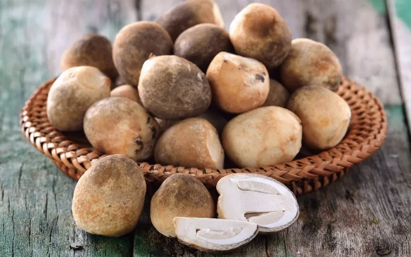 Nấm rơm là nấm truyền thống trong Tom Yum