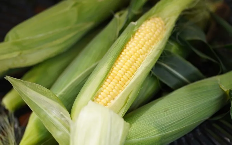 Ngô ngọt tạo vị ngọt tự nhiên