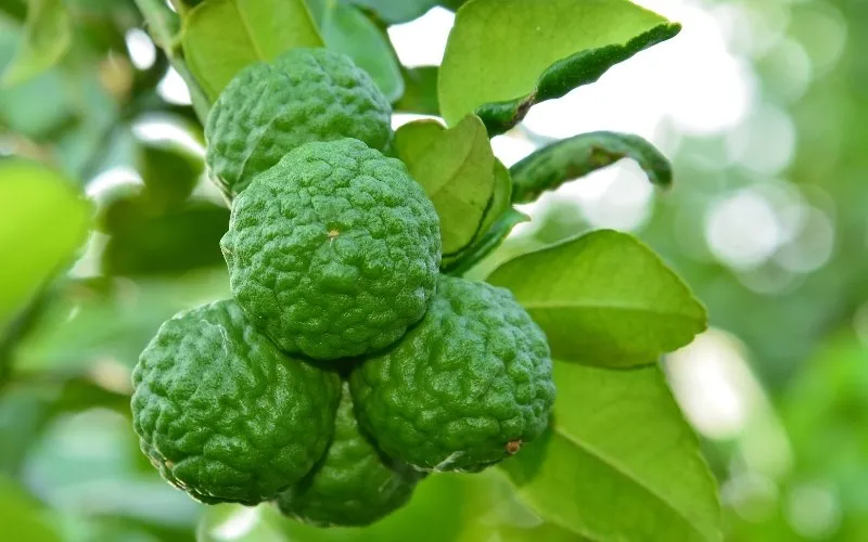 Lá chanh Thái tạo hương thơm đặc trưng