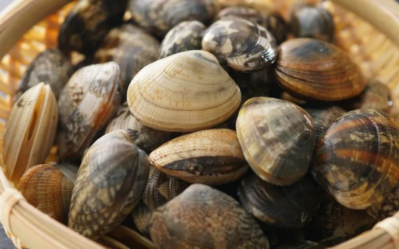 Ngao tươi làm nước lẩu ngọt thanh