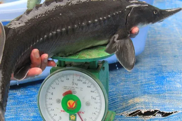 Loại Cá Tầm Nào Náu Lẩu Ngon Nhất?