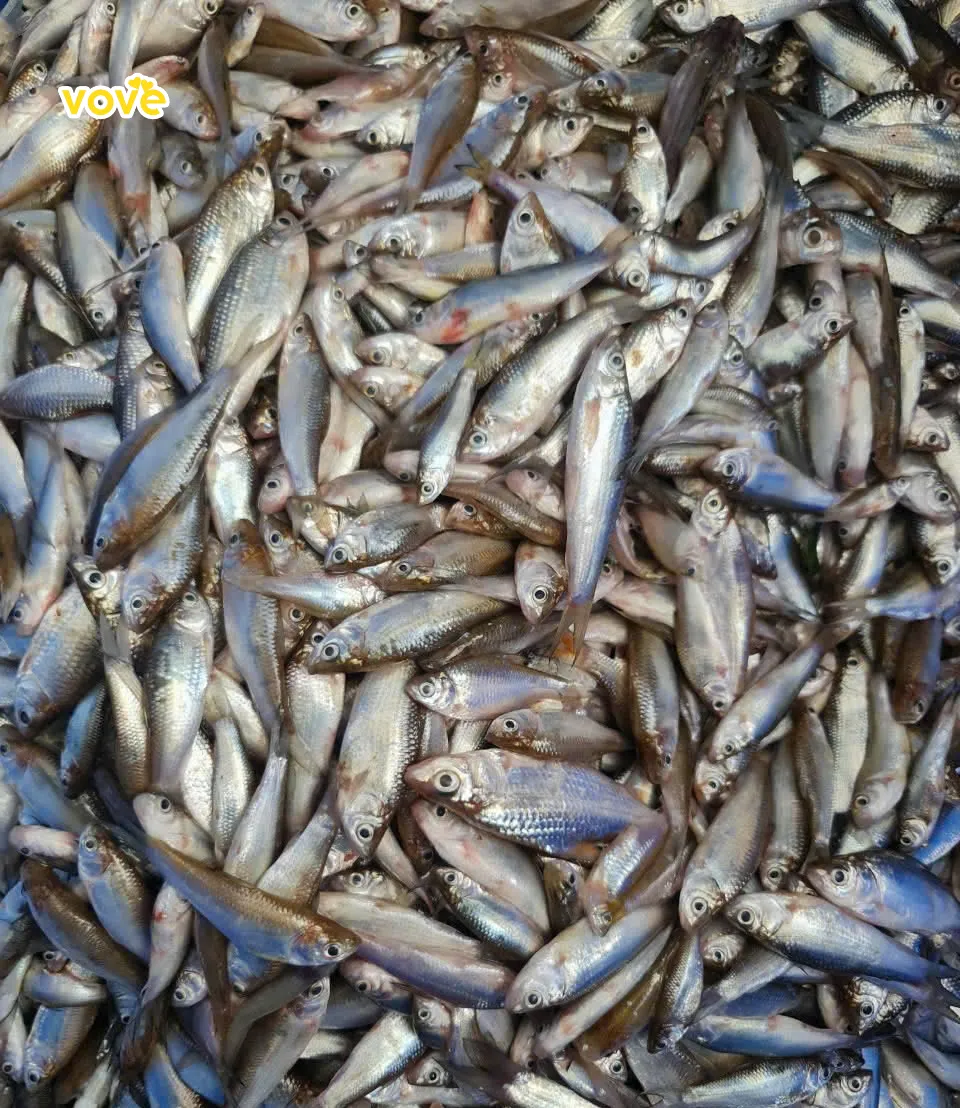 Thực phẩm tươi sống quyết định độ ngọt tự nhiên của nguyên liệu nấu lẩu mắm