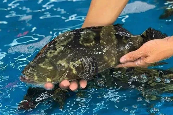 Mẹo chọn đầu cá mú tươi ngon