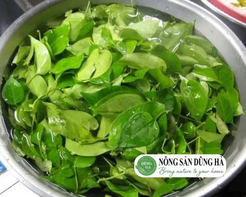 Lá lồm non có màu xanh tươi, bề mặt bóng không úa vàng