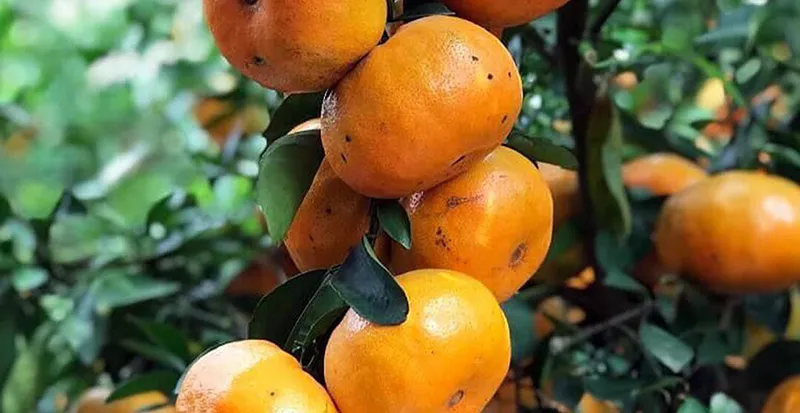 Quýt hồng Lai Vung tươi ngon