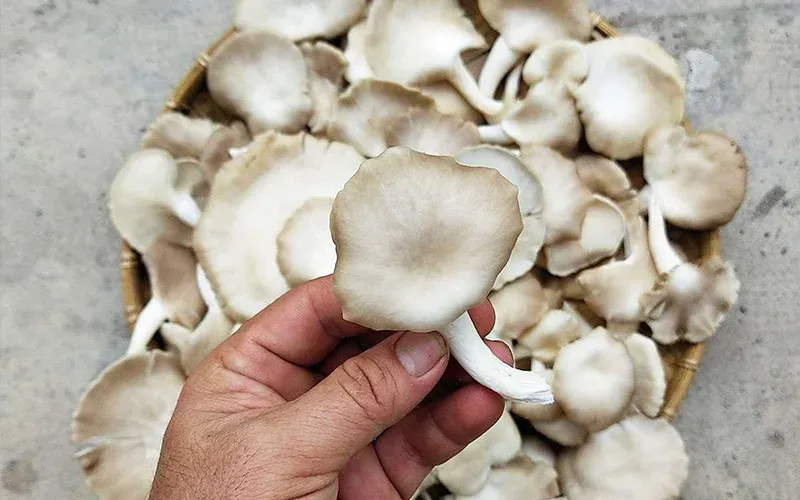 Nước mắm chay từ nấm bào ngư độc lạ, thơm ngon