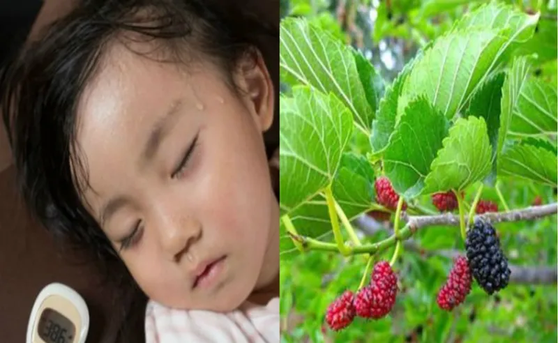 Lá dâu non được xay nhuyễn để nấu cùng cháo trai trị mồ hôi trộm