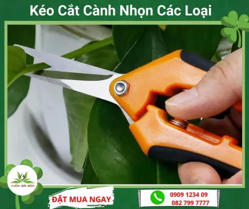 Kéo tỉa cành chuyên dụng với lưỡi thép không gỉ, tay cầm chống trượt