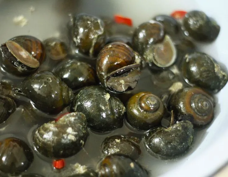 Quy trình làm sạch ốc bươu kỹ lưỡng bằng nước vo gạo và ớt tươi