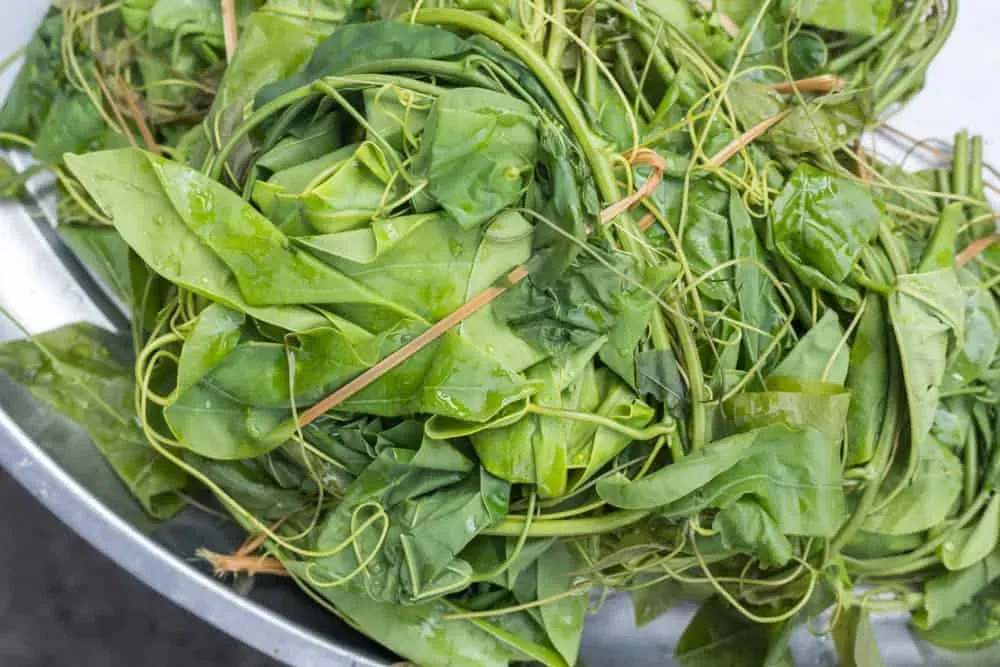 Rau bò khai sau khi sơ chế sạch sẽ, giữ nguyên độ tươi xanh