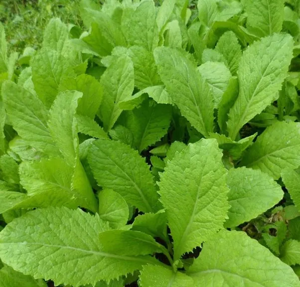 Bạn cần nắm chắc những đặc điểm của thực phẩm để chế biến đúng cách