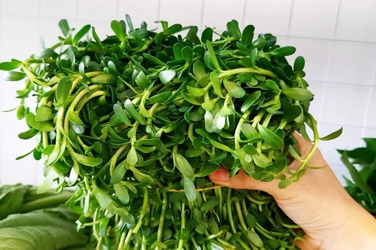 Rau đắng tươi xanh dùng để nấu cháo cá lóc thơm ngon