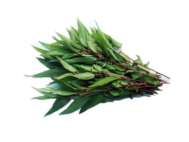 Nguồn rau đay sạch tại Thực phẩm Đồng Xanh đạt chuẩn chất lượng