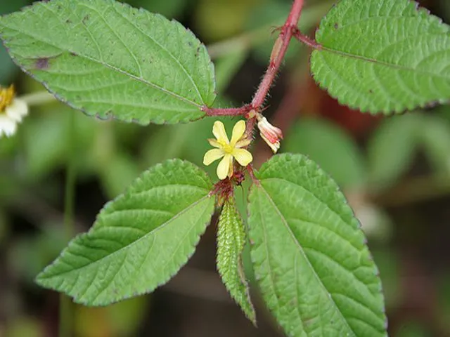 Rau đay được ứng dụng trong nhiều bài thuốc dân gian