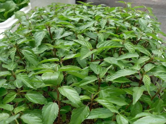 Rau đay tươi xanh chứa nhiều dinh dưỡng cho cơ thể