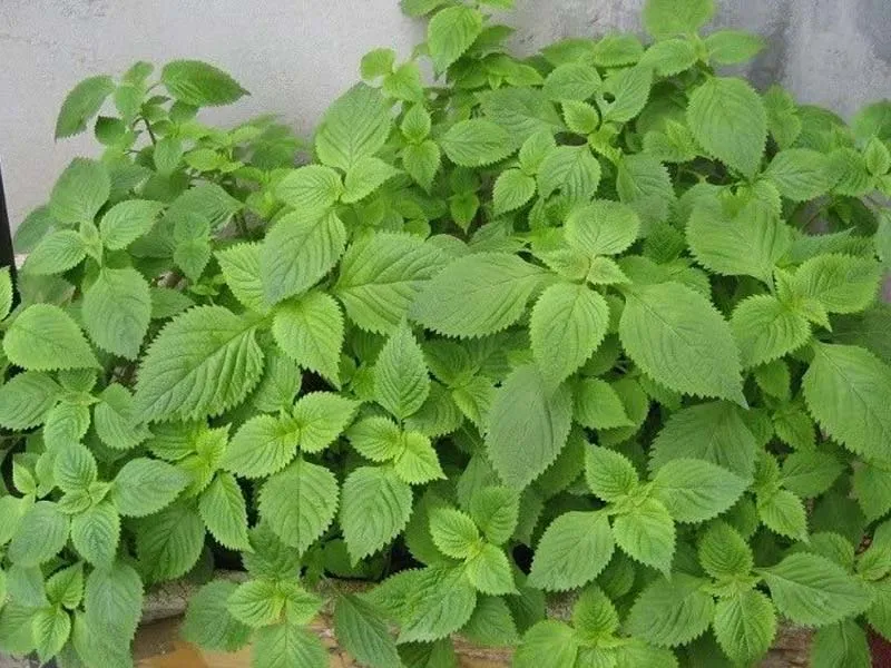 Không nên nấu rau kinh giới với nước dùng gà để tránh dị ứng