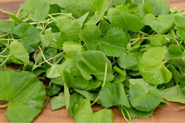 rau má tươi nguyên rễ để nấu canh rau má thịt bò ngon nhất.