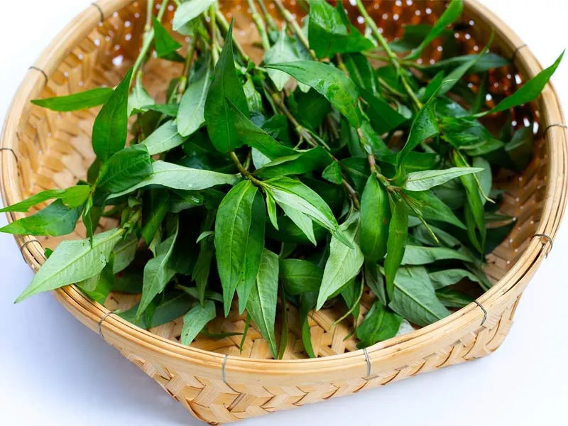 Rau răm nấu với nước luộc gà không tốt cho tiêu hóa