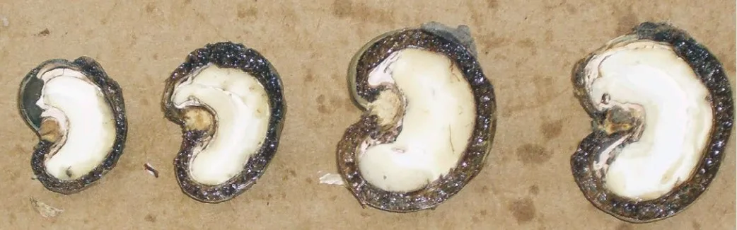 Phân loại hạt điều thô dựa trên kích thước và trọng lượng chuẩn quốc tế