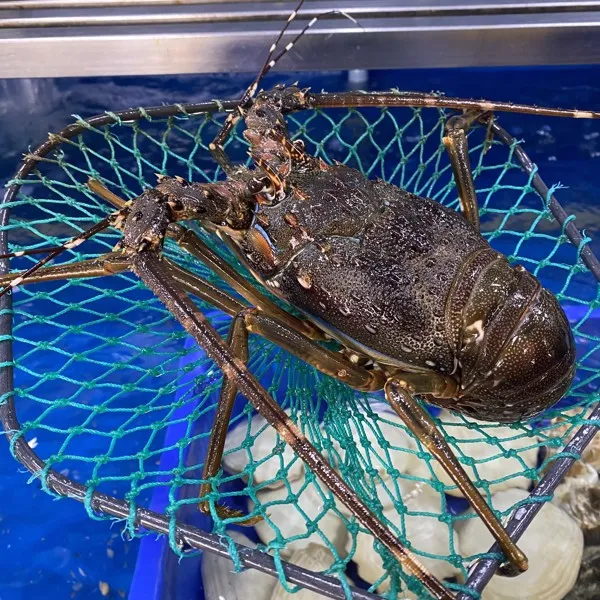 Tôm hùm Alaska đỏ rực sau khi chế biến, giữ nguyên độ ngọt