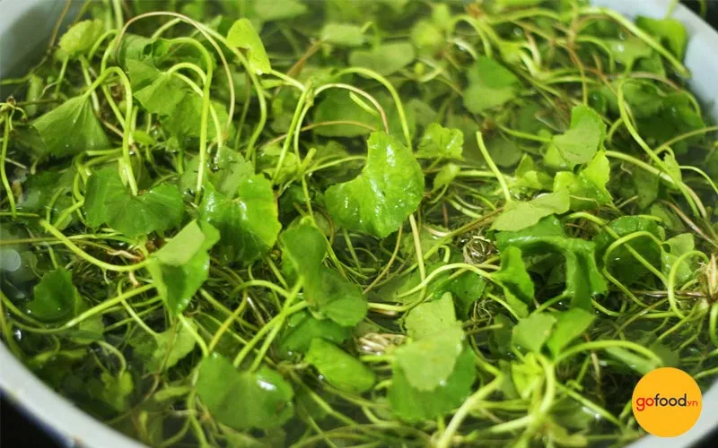 Rau má tươi xanh mướt